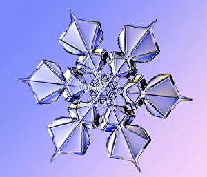 Light Micrograph Print of a Sectored Plate Snowflake