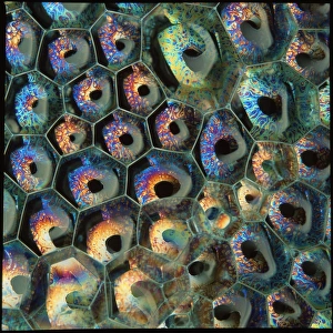 Images Dated 1994: Soap Bubbles Print - Layered film colours produced by light interference