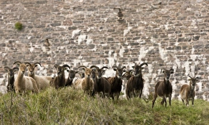 United Kingdom Animals Prints: Soay sheep herd, Devon C016 / 3507