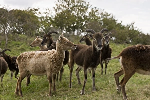 United Kingdom Animals Prints: Soay sheep herd, Devon C016 / 3508