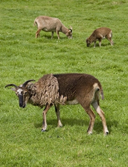 Soay Sheep (Ovis aries) Soay Sheep (Ovis aries)