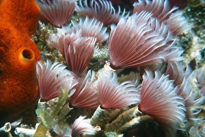 Prints of Social feather duster worms (Bispira brunnea). This polychaete worm lives in colonies, with each worm inhabiting a tube attached to coral or rock Images Dated 2006 February: Social Feather Duster Worm Print