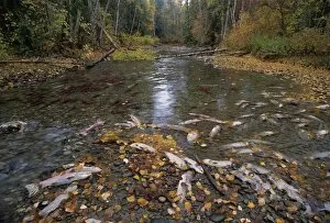 Images Dated 19th July 2004: Sockeye salmon spawning