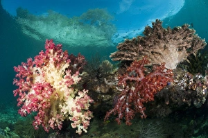 Coral Reef Life Prints: Soft corals
