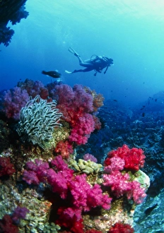Soft Coral Print