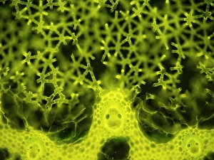 Light Microscopy Images Prints: Soft rush stem, light micrograph