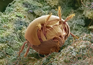 Images Dated 2000: Soil Mite Print (Coloured SEM)