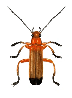 Prints of Soldier beetle (Rhagonycha fulva), artwork. This common species of soldier beetle is up to 11mm long with distinctive red colouring Images Dated 2006 February: Rhagonycha fulva Print, 11mm long Soldier Beetle