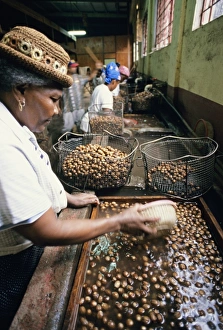 Prints of Sorting nutmeg. Women using baskets and tubs of water to separate seeds of the nutmeg plant (Myristica fragrans). The nutmeg seeds are placed into the tub of water Images Dated 2004 October: Sorting nutmeg seeds Print, Grenada