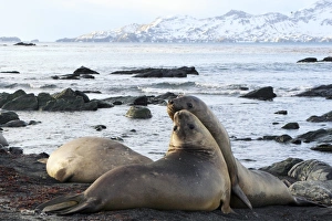 Southern elephant seals sparring Southern elephant seals sparring