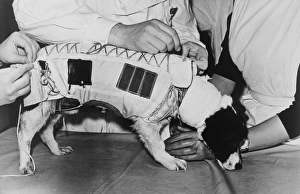 Prints of Space dog. Soviet researchers examining space dog Veterok (meaning little wind ) in its spacesuit following its return from space Images Dated 2005 May: Space Dog in Spacesuit Print