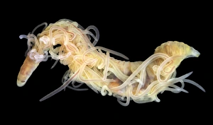 Marine Invertebrates Prints: Spaghetti worm