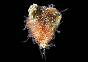Annelid Worm Species Prints: Spaghetti worm cocoon