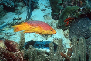 Marine Biology Images Prints: Spanish hogfish