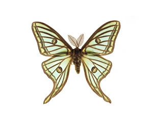 Images Dated 21st December 2012: Spanish Moon Moth Print (10cm wingspan)