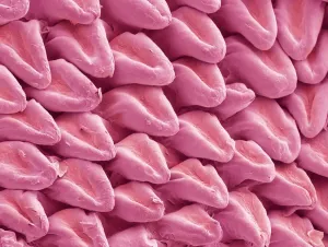 Scientific Posters: SEM Print of a Cat's Tongue Surface