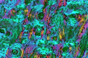 Compact bone print, light micrograph