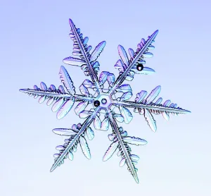 Dendritic Snowflake Print