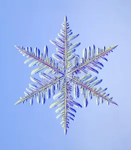 Dendritic Snowflake Print