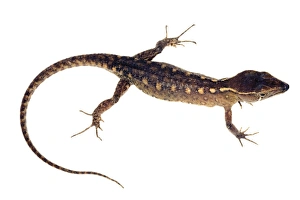 Desert Reptiles Prints: Spectacled lizard