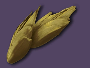 Wind Dispersed Seeds Prints: Spelt grain, SEM
