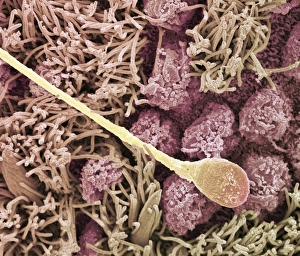 Images Dated 23rd May 2008: SEM Colour Print of a Sperm Cell in Fallopian Tube