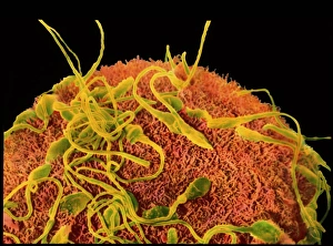 Fertilization Process Prints: Sperm on egg during fertilisation