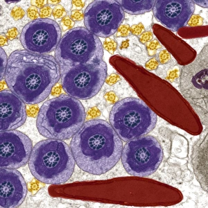 Coloured TEM Images Prints: Sperm in the testis, TEM