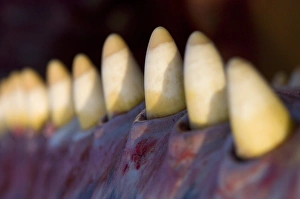 Images Dated 3rd August 2010: Sperm Whale Lower Jaw Print