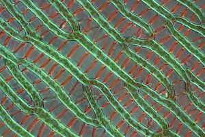 Polarised Light Microscopy Prints: Sphagnum moss cells, light micrograph