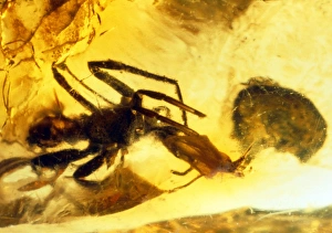 Spider in amber Spider in amber