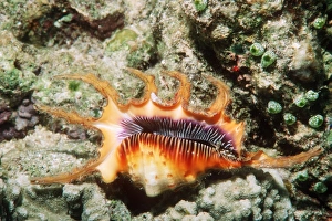 Spider conch Spider conch