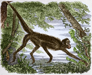 19th Century Animal Art Prints: Spider monkey, historical artwork