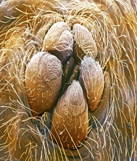 Prints of Spider silk spinners. Coloured scanning electron micrograph (SEM) of the spinnerets of a house spider (Tegenaria domestica) Images Dated 2003 June: Spider silk spinners Print: Coloured SEM of house spider spinnerets