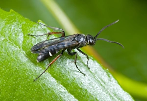 Images Dated 14th January 2013: Spider wasp Print, Episyron sp., on leaf