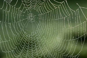 Morning Spider Web Prints: Spider web