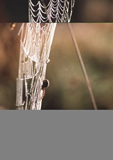 Dewy Spider Web Prints: Spiders web
