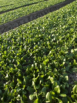 Sustainable Agriculture Practices Prints: Spinach crop