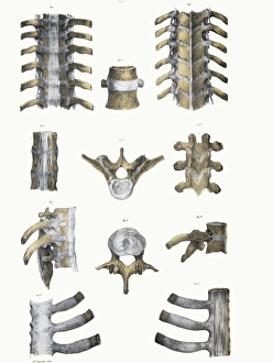 Human Spine Anatomy Prints: Spinal bones and ligaments