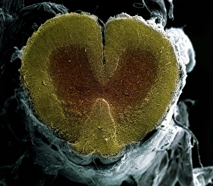 Spinal cord cross-section Print, SEM image