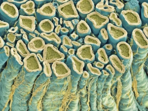 Images Dated 17th May 2010: SEM Print of Spinal Root Nerves Bundle