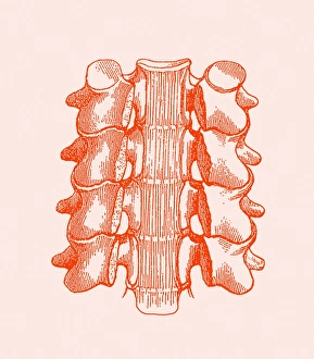 Spinal Vertebrae Print