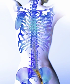 Human Skeleton Prints: Spine, computer artwork
