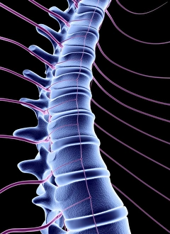 Human Vertebral Column Prints: Spine and spinal nerves, computer artwork