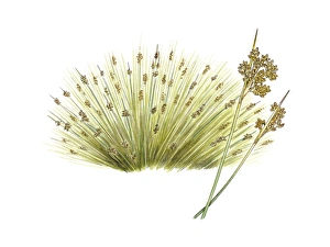 Mediterranean Flora Prints: Spiny rush (Juncus acutus), artwork C016 / 3323