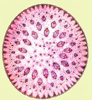 Spiny Rush Stem Print, Polarised Light Micrograph