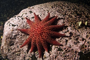 Marine Wildlife Photos Prints: Spiny sunstar