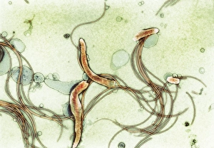 Coloured TEM Images Prints: Spirochete bacteria, TEM