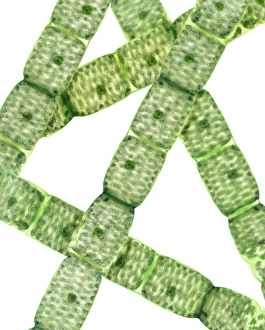 Images Dated 29th July 2008: Spirogyra Algae Print