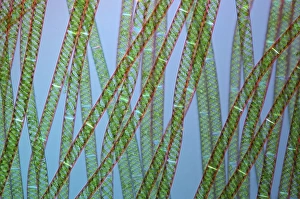 Polarised Light Microscopy Prints: Spirogyra algae, light micrograph C016 / 9593